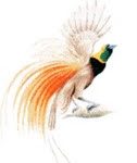 bird-paradise-logo